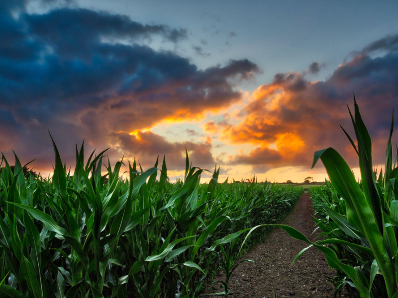 Photo of field of sweetcorn